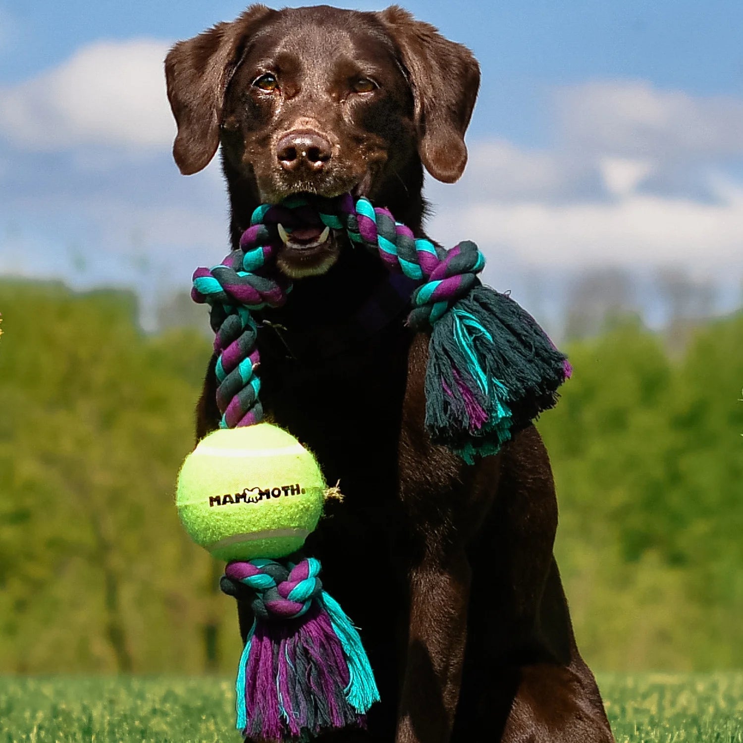 Flossy Chews Extra Large 36 Inch 5 Knot Cottonblend Tug Rope Dog Toy, Durable Rope Chew Toy for Large Dogs over 80 Lbs, Assorted Colors